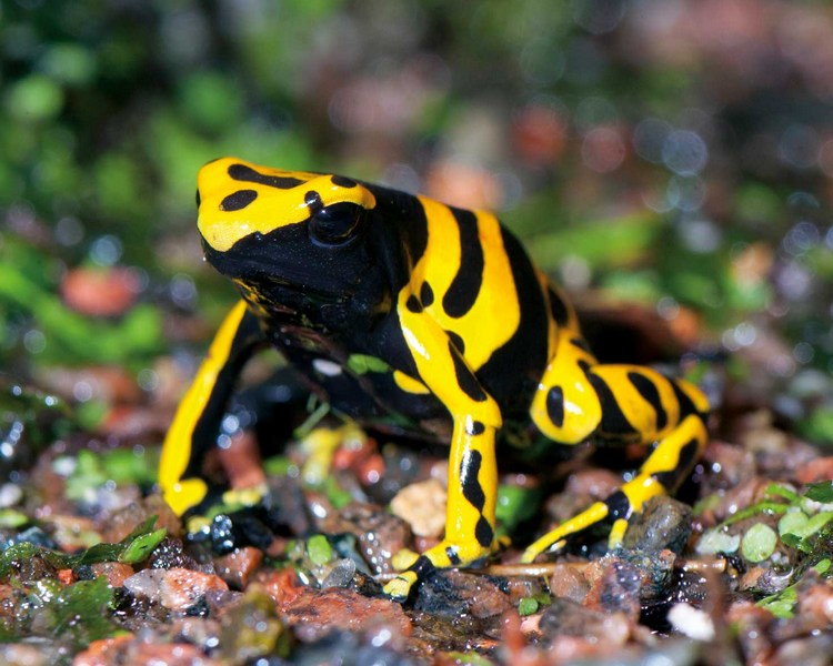 Yellow and Black Poison Dart Frog - Puerto Ayacucho ~ 1-2cm